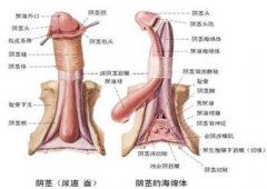 男性阴茎勃起稍微弯曲是不是正常呢?3种情形区别对待!